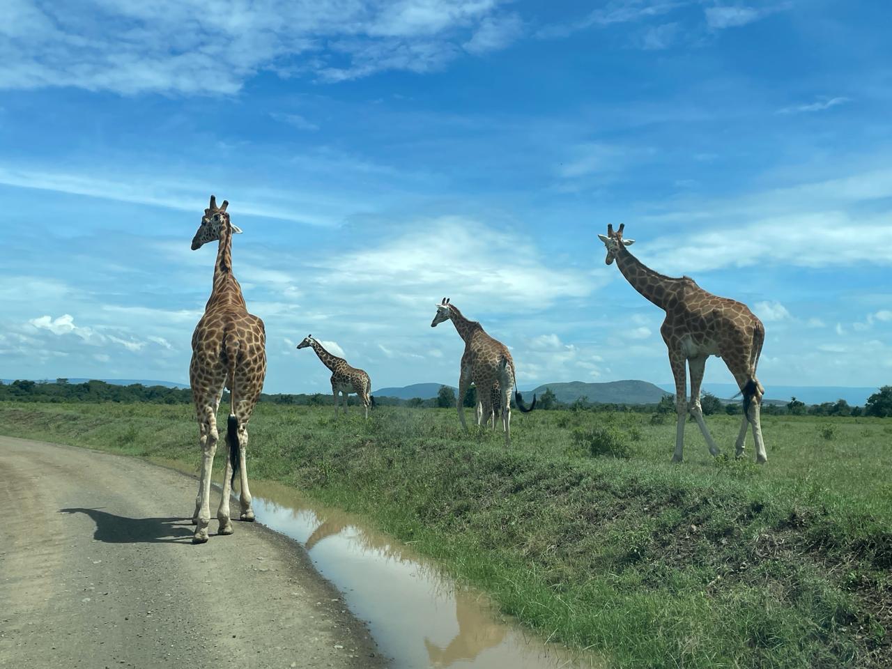 2 Nights 3 Days Tsavo Packages