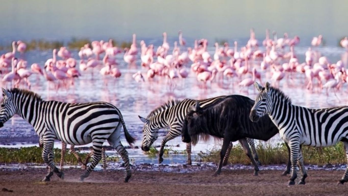 4 days Lake Nakuru National Park and Maasai Mara National Reserve